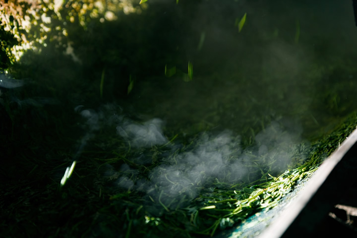Mist over the new tea leaf at 正福茶園, April